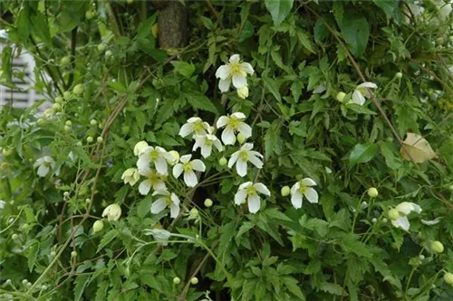 Berg-Waldrebe 'Grandiflora' - Clematis montana 'Grandiflora'