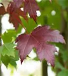 Oregon-Blutahorn 'Royal Red' - Acer platanoides 'Royal Red'