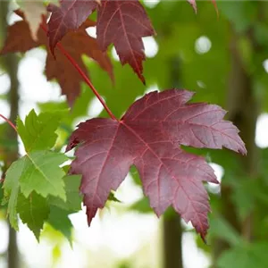 Acer platanoides &#39;Royal Red&#39;