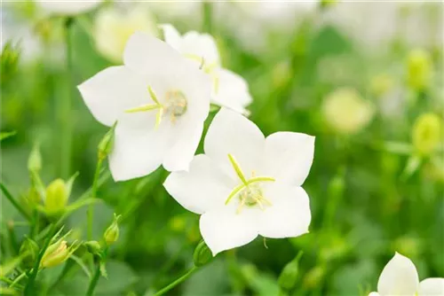 Niedrige Garten-Glockenblume - Campanula carp.'Weiße Clips'
