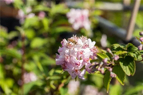 Rosendeutzie - Deutzia hybrida 'Mont Rose' - Ziergehölze