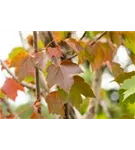 Rotahorn 'October Glory' - Acer rubrum 'October Glory' - Baum