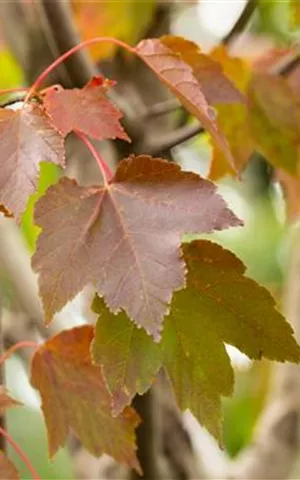 Acer rubrum 'October Glory' - Baum