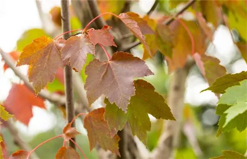 Rotahorn 'October Glory' - Acer rubrum 'October Glory' - Formgehölze