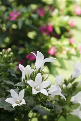 Garten-Dolden-Glockenblume - Campanula lactiflora 'White Pouffe'