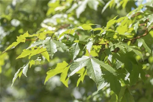 Silberahorn - Acer saccharinum