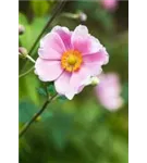 Garten-Herbst-Anemone - Anemone japonica 'Rosenschale'