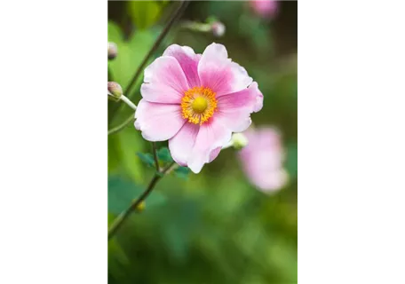 Anemone japonica 'Rosenschale' - Garten-Herbst-Anemone