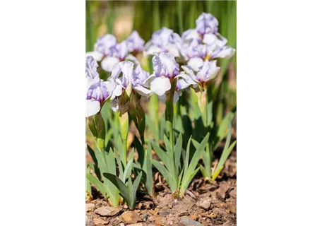 Iris pumila 'Lavendel Plicata' - Zwergige Garten-Schwertlilie