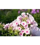 Garten-Teppich-Flammenblume - Phlox subulata 'Amazing Grace'