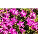 Garten-Teppich-Flammenblume - Phlox subulata 'Atropurpurea'
