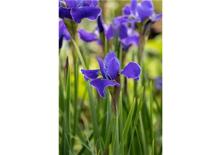 Iris sibirica 'Caesars Brother' - Bartlose Garten-Schwertlilie