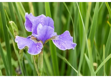 Iris sibirica 'My Love' - Bartlose Garten-Schwertlilie