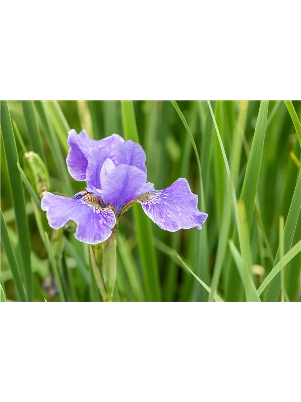 Iris sibirica 'My Love', Bartlose GartenSchwertlilie Semper Verde