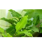 Lanzen-Funkie - Hosta lancifolia