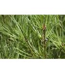 Japan.Strauchkiefer 'Alice Verkade' - Pinus densiflora 'Alice Verkade'
