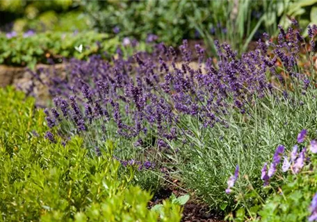 Lavandula angustifolia 'Siesta' - Garten-Lavendel