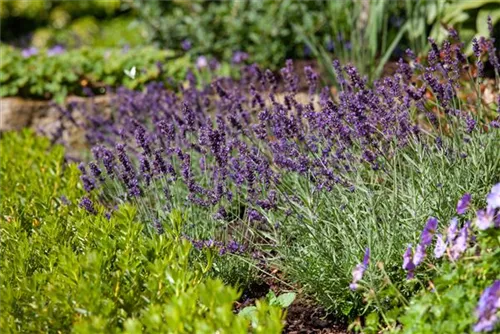 Garten-Lavendel - Lavandula angustifolia 'Siesta'