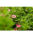 Garten-Fingerkraut - Potentilla nepalensis 'Miss Willmott'