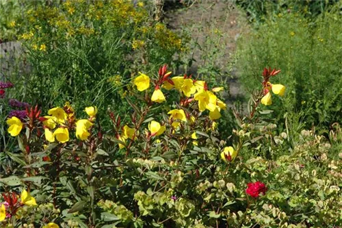 Garten-Nachtkerze - Oenothera pilosella 'Yella Fella'