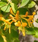 Gold-Geißschlinge - Lonicera tellmanniana