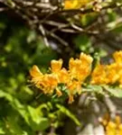Gold-Geißschlinge - Lonicera tellmanniana