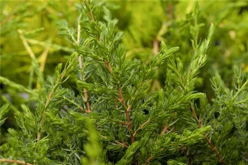 Kriechender Wacholder - Juniperus com.'Repanda'