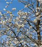 Vogelkirsche - Prunus avium 'Plena'