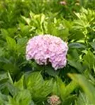 Bauernhortensie 'Bouquet Rose' - Hydrangea macrophylla 'Bouquet Rose'