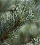 Blaue Mädchenkiefer 'Negishi' - Pinus parviflora 'Negishi' - Bonsai