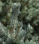 Blaue Mädchenkiefer 'Negishi' - Pinus parviflora 'Negishi' - Formgehölze