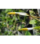 Goldkeule - Orontium aquaticum