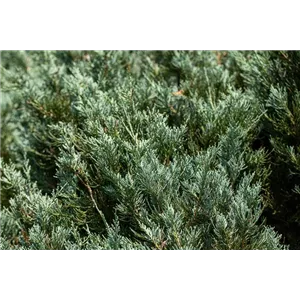 Juniperus sabina &#39;Tamariscifolia&#39;