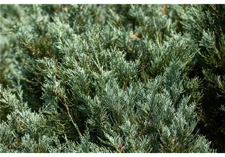 Juniperus sabina 'Tamariscifolia' - Tamarisken-Wacholder