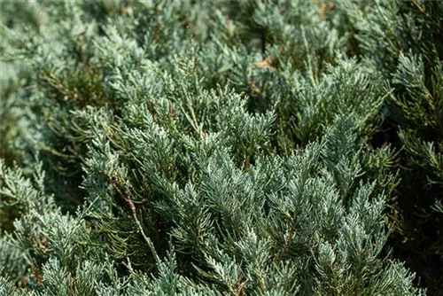 Tamarisken-Wacholder - Juniperus sabina 'Tamariscifolia'