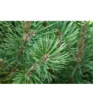Pinie - Pinus pinea - Baum
