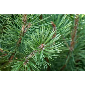 Pinus pinea - Baum