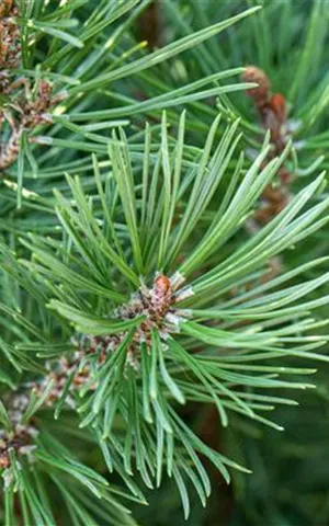 Pinus pinea - Baum