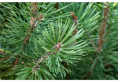Pinus pinea - Baum - Pinie