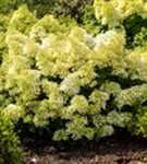 Rispenhortensie 'Bobo' - Hydrangea paniculata 'Bobo'