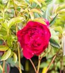 Garten-Pfingstrose - Paeonia lactiflora 'Adolphe Rousseau'