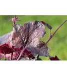 Garten-Silberglöckchen - Heuchera micrantha 'Midnight Rose' -R-