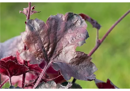 Heuchera micrantha 'Midnight Rose' -R- - Garten-Silberglöckchen
