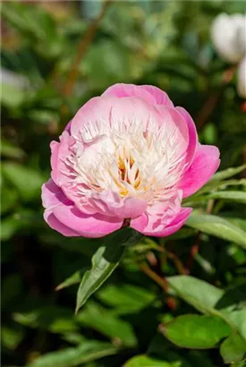 Garten-Pfingstrose - Paeonia lactiflora 'Bowl of Beauty'