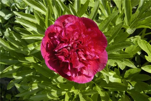 Garten-Pfingstrose - Paeonia lactiflora 'Bunker Hill'