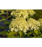 Rispenhortensie 'Limelight' -S- - Hydrangea paniculata 'Limelight' -S-