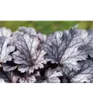 Garten-Silberglöckchen - Heuchera micrantha 'Plum Pudding' -R-
