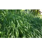 Garten-Chinaschilf, Garten-Landschilf - Miscanthus sinensis 'Malepartus'