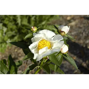 Paeonia lactiflora &#39;Krinkled White&#39;