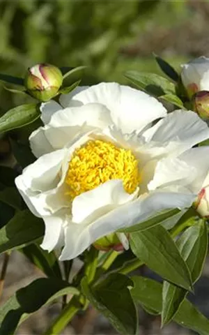 Paeonia lactiflora 'Krinkled White'